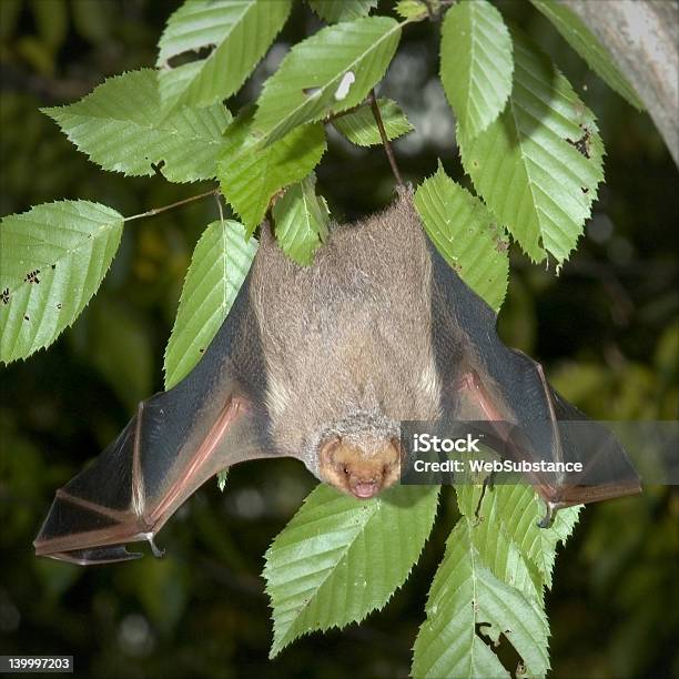 Bat - zdjęcia stockowe i więcej obrazów Część ciała zwierzęcia - Część ciała zwierzęcia, Do góry nogami, Drzewo