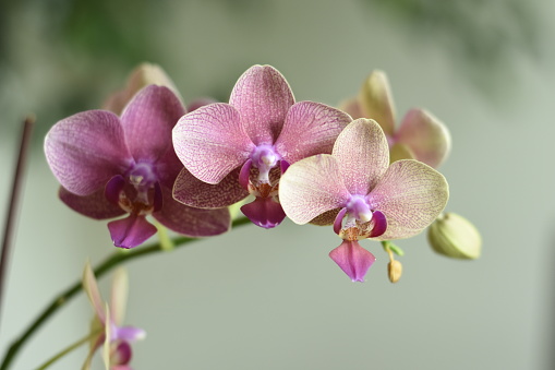 Pink orchids bloming in light blurry  background