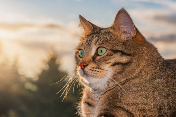 istock Cute cat sits by the window. 1399977225