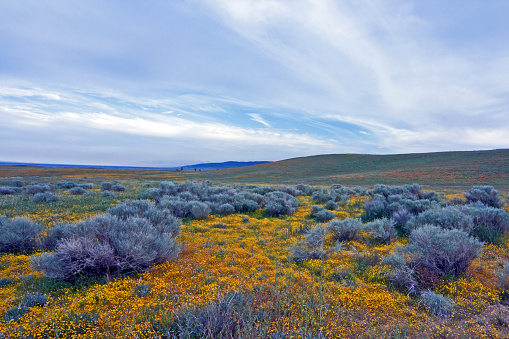 Yellow sage wildflowers carpeting the high desert of southern California United States