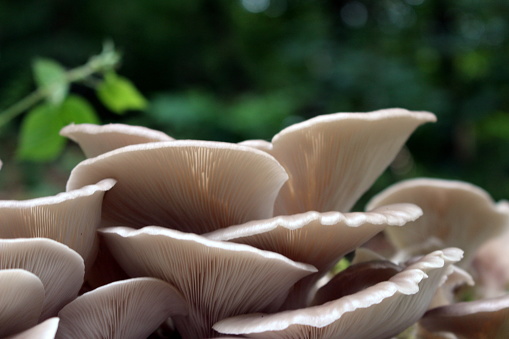 The oyster mushroom close up, part of a cluster growing on a fallen rotten tree in a beech woodland, in west yorkshire, uk. Taken in January with a Canon EOS 700d SLR camera. These mushrooms tend to be found amongst deciduous trees, particularly beech. They grow in large shelf-like clusters on stumps and fallen wood and are edible.