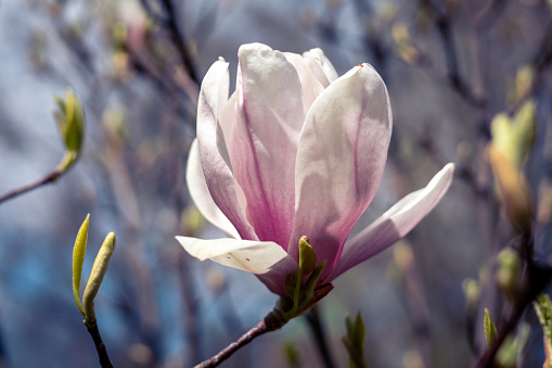 In this horizontal, color, royalty free stock photograph a blooming Magnolia tree in Atlanta, Georgia. This tree is native to the Southeastern part of the United States. The blossoming white petals of the fragrant plant are open among the green leaves.  Photography created with a Samsung Galaxy S5 mobile phone.