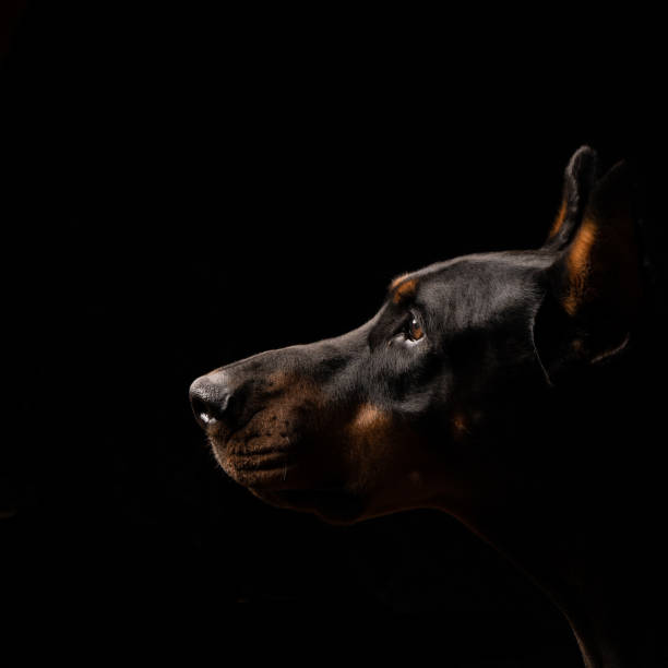 perro - doberman fotografías e imágenes de stock