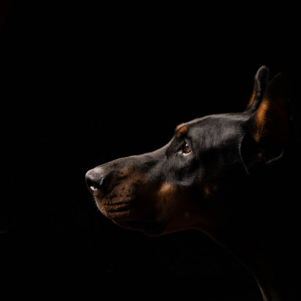 Dog Doberman doberman pinscher stock pictures, royalty-free photos & images