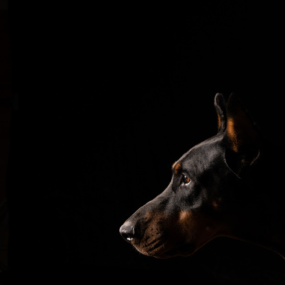 Doberman