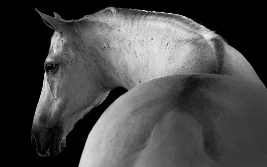 A vertical shot of the portrait of a beautiful horse on the black background
