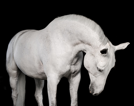 Arabian stallion on the black background