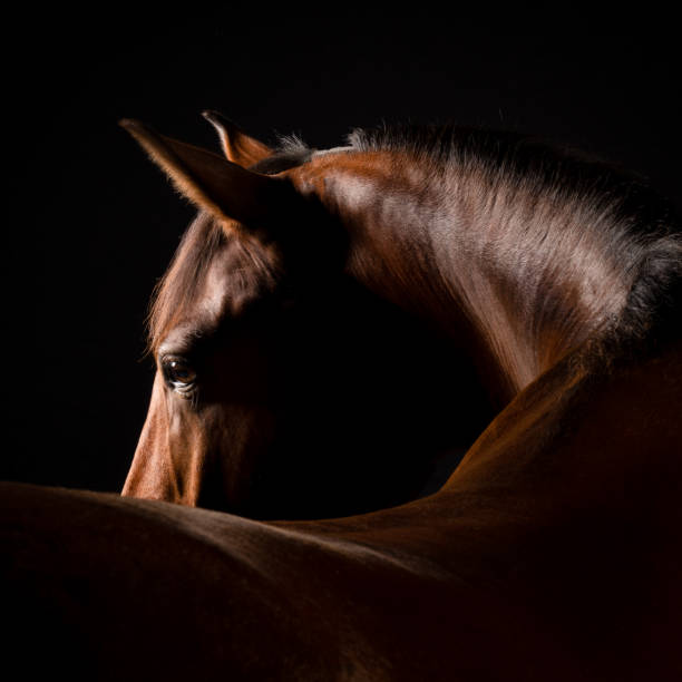 horse - horse brown animal farm stock-fotos und bilder