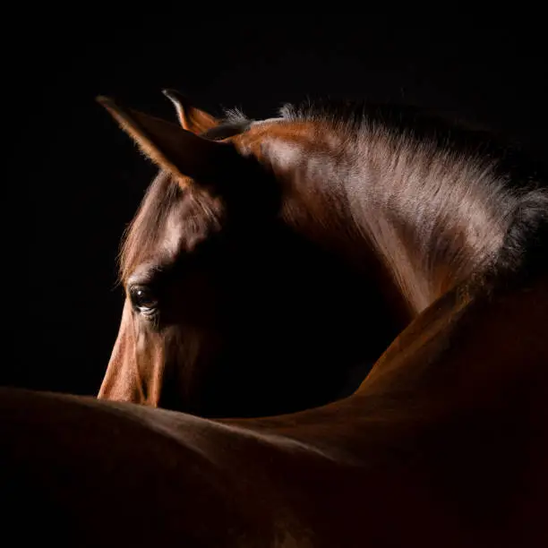 Photo of Horse