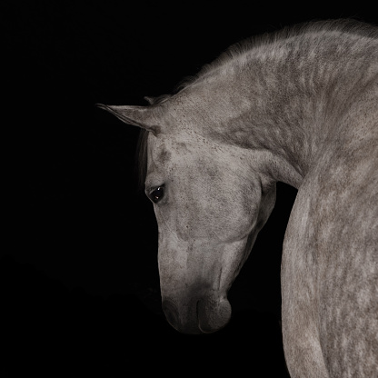 Angry white horse isolated on a black background, copy space