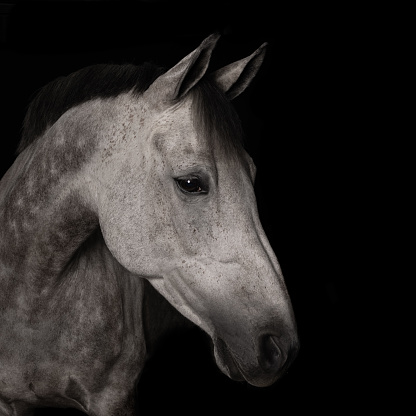 Mother and Baby Horse In The Black Background