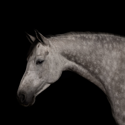 Black horse's head in back light on black background.