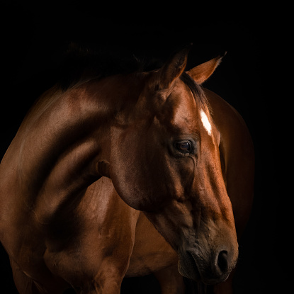 Three horses with bridle against black background