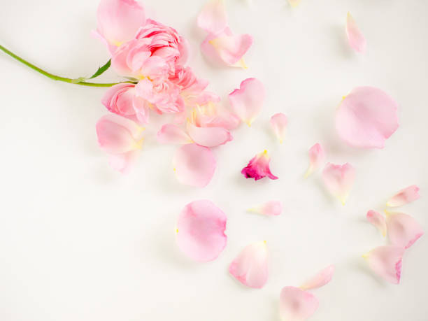 istock Scattered pink rose petals 1399981830