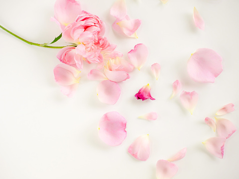 Scattered pink rose petals on white background