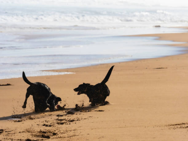 istock Two dogs playing on beach in waves 1399981945