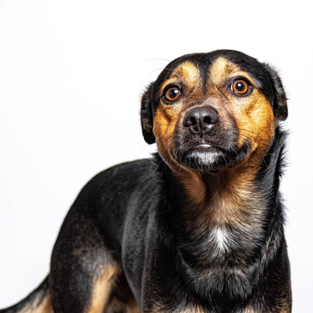 犬 - photography portrait fine art portrait dog ストックフォトと画像