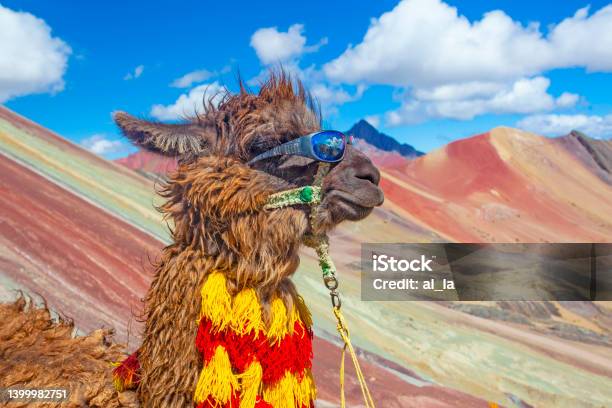 Funny Alpaca Lama Pacos Near The Vinicunca Mountain Famous Destination In  Andes Peru Stock Photo - Download Image Now - iStock