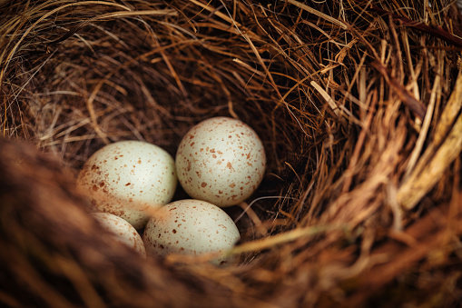 Bird nest with four tiny eggs