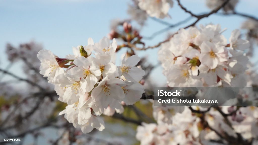 okayama/sakura/cherry-blossom/spring Cherry Blossom Stock Photo