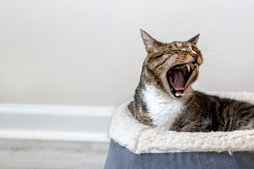 Brown and white tabby cat yawns and shows his teeth and tongue while relaxing at his home in Virginia Beach