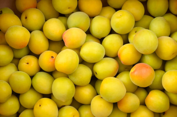 Harvested fresh plum fruits.\nJapanese food .\n\