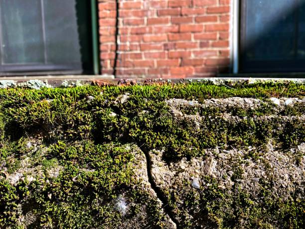 Moss Growing on Concrete with a Brick Wall