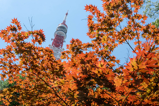 Colorful japanese maple (Acer palmatum) leaves during momiji season