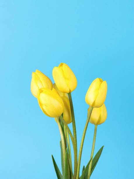 istock Blooming yellow spring tulips on a blue background. 1399992689