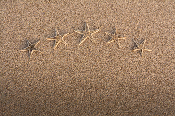 5 starfish arranged in a curved shape on the sand.