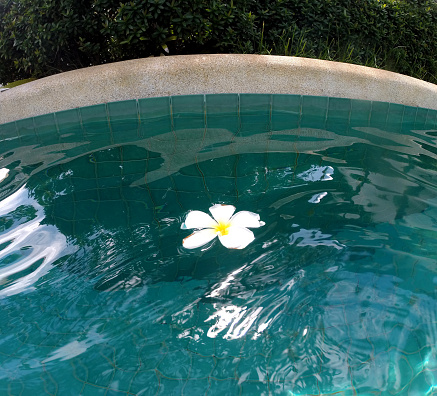 Abstract background with tropical frangipani flower floating in water.   A swimming pool on summer day