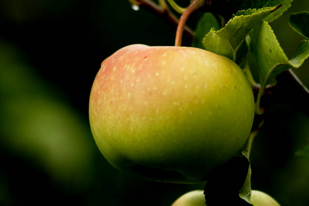 istock Green apple hanging on an apple tree - dark green background with foliage 1399994685