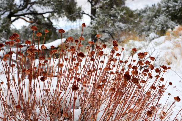Desert Blanketed in Snow