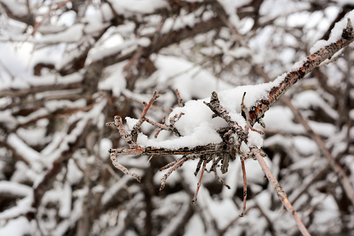 A single dead branch from a desert bush holds fresh snow.