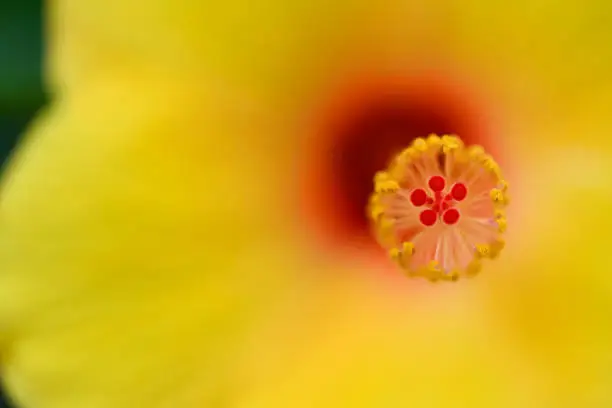 Photo of Yellow flower