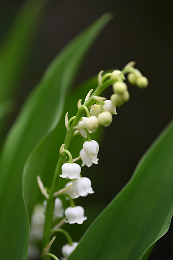 Close-up of a bouquet of lilies of the valley