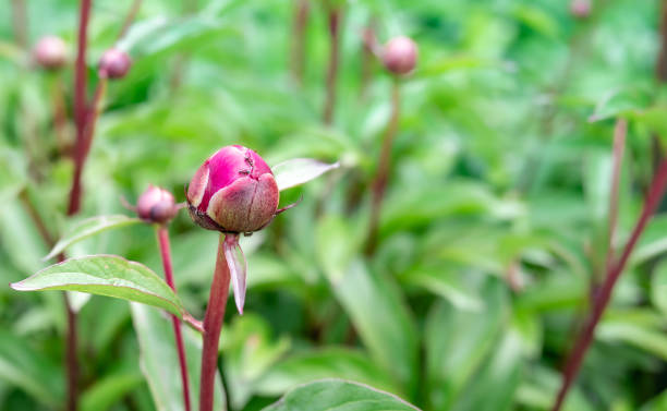 istock Peony flower bud with ants and defocused foliage. 1399996265