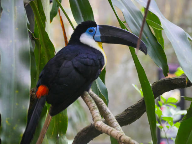 kanalschnabeltukan (ramphastos vitellinus) sitzt auf baumzweig - dottertukan stock-fotos und bilder