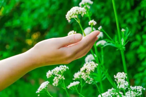 Valerian officinalis.Women's hands collect blooming valerian. Hand touches valerian flowers in the summer garden .Healing herbs. flowers of Valerian officinalis
