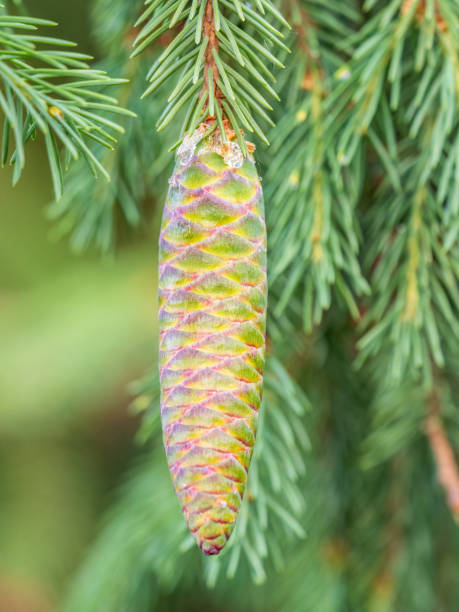 istock Young spruce cone with cured resin on a sunny morning in the forest. Copy space. Vertical image. 1399997452
