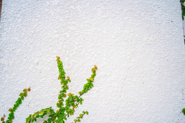 Parthenocissus quinquefolia frame on white wall.  Parthenocissus quinquefolia, known as Virginia creeper, Victoria creeper, five-leaved ivy, or five-finger, is a species of flowering plant in the grape family, Vitaceae