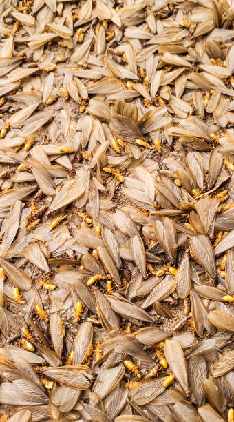 Brown wing termites Brpwn wing termites on the floor. termite queen stock pictures, royalty-free photos & images