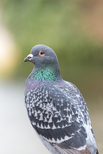 Rock pigeon, Picture from England