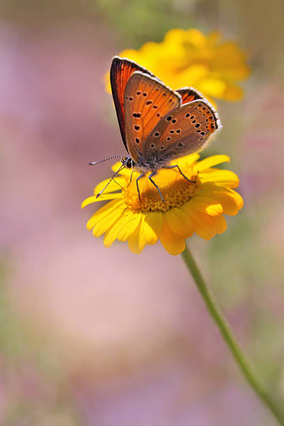 보라색-로 구리 나비 (lycaena hippothoe - chammomile 뉴스 사진 이미지