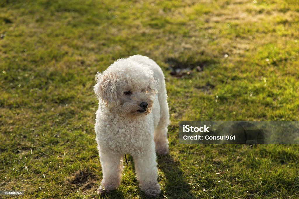 Caniche - Foto de stock de Caniche miniatura libre de derechos