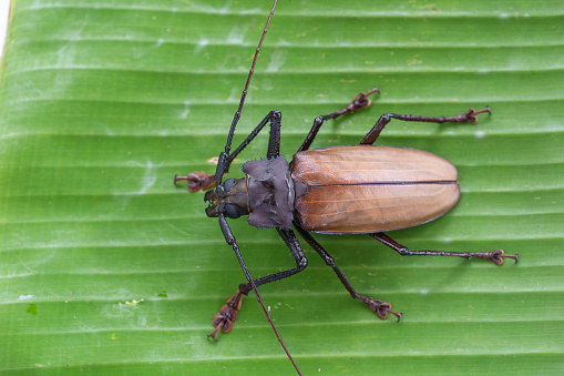 Giant Fijian longhorn beetle from island Koh Phangan, Thailand. Close up, macro. Giant Fijian long horned beetle. Large tropical beetle species