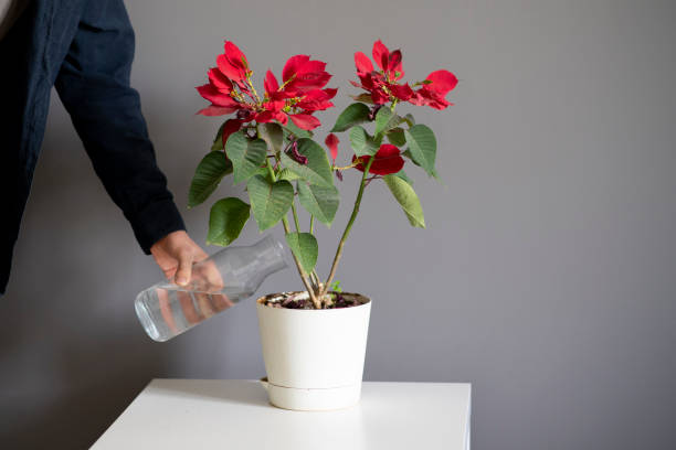 istock pouring water from bottle into the home flower pot 1400003874