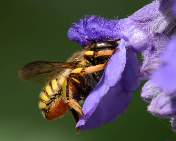 samica wełnianej pszczoły carder na blue bedder salvia - bedder zdjęcia i obrazy z banku zdjęć