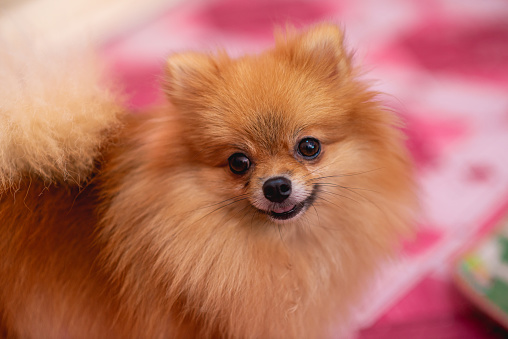 Cute, fluffy, small dog with orange color. Pomeranian breed