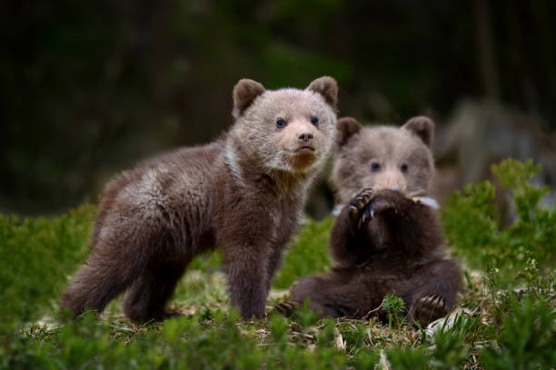 dos osos pardos jóvenes en el bosque. animal en el hábitat natural - winnie the pooh fotografías e imágenes de stock